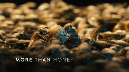 More Than Honey still