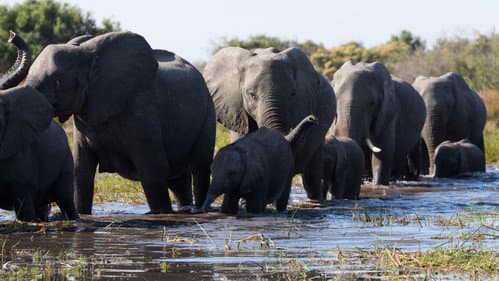 Elephant still