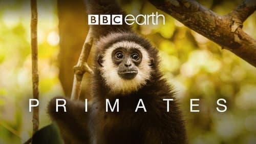 Primates still