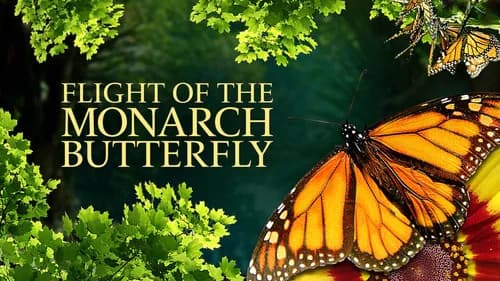 Flight of the Monarch Butterfly still