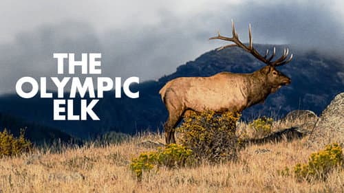 The Olympic Elk still