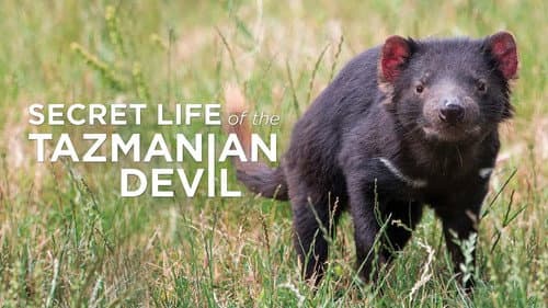 Secret Life Of The Tasmanian Devil still