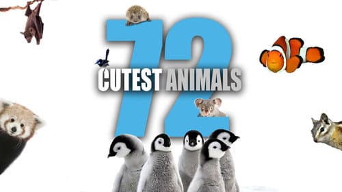 72 Cutest Animals still