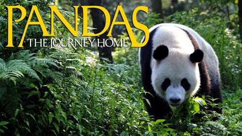 Pandas: The Journey Home still