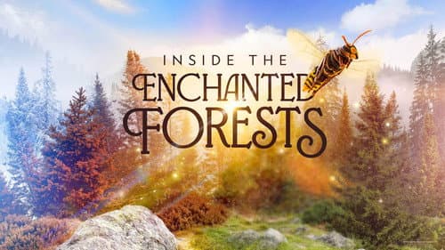 Inside the Enchanted Forests still