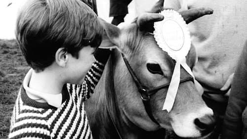 Calamity the Cow still
