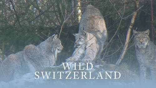 Wild Switzerland still