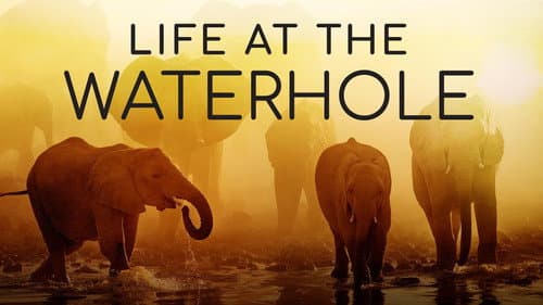 Life at the Waterhole still