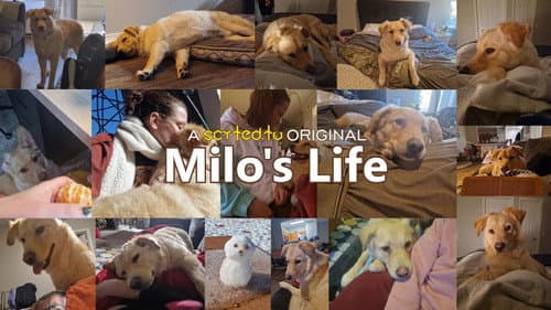 Milo's Life still