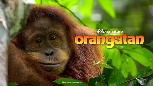 Orangutan still