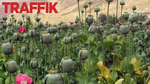 Traffik still