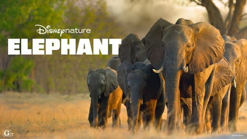 In the Footsteps of Elephant still