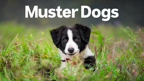 Muster Dogs still