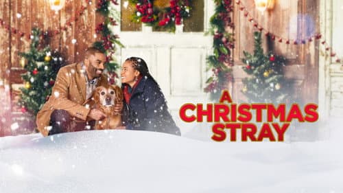 A Christmas Stray still