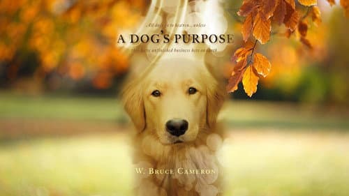A Dog's Purpose still