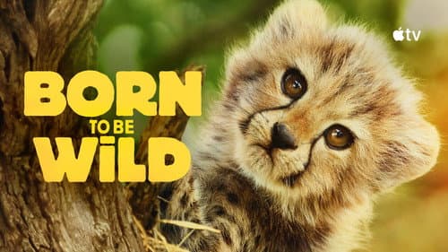 Born to Be Wild still