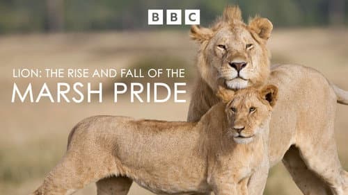 Lion: The Rise and Fall of the Marsh Pride still