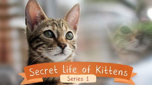 The Secret Life of Kittens still