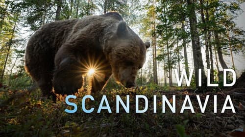 Wild Scandinavia still