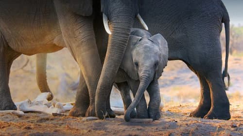 Elephant still