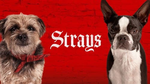 Strays still