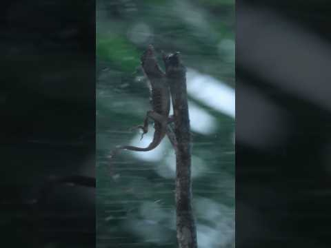 Tiny Lizards Battle Nature's Fierce Winds | Force of Nature