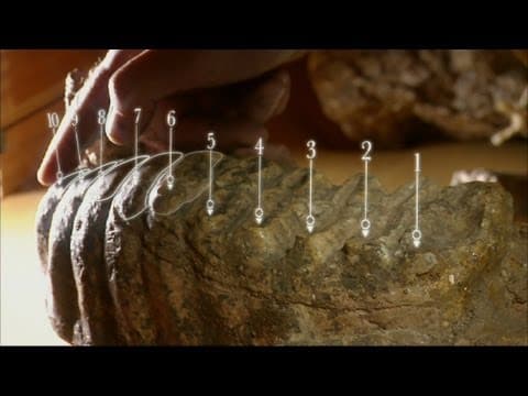 Teeth tell the story - Woolly Mammoth: Secrets from the Ice - BBC Two
