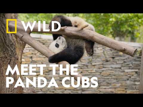 Meet The World's Cutest Students | Panda School | National Geographic WILD UK