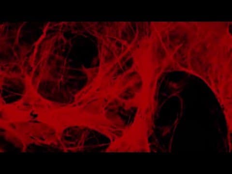 SCULPT: OFFICIAL HD TRAILER - A FILM BY LORIS GREAUD (2016)