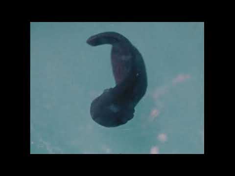 Life And Death In A Pond (1981)