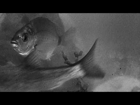 Fantasia sottomarina, 1940 di Roberto Rossellini