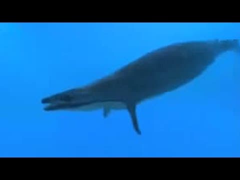 Beasts hunting - BBC