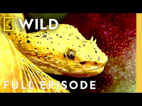 Ranking America's Deadliest Snakes (Full Episode) | World's Deadliest Snakes | Nat Geo Animals