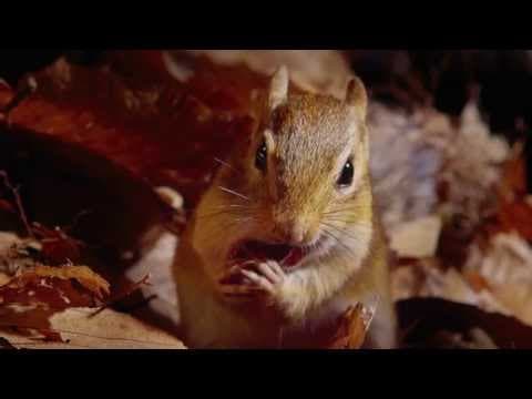 Tiny Giants Trailer | BBC