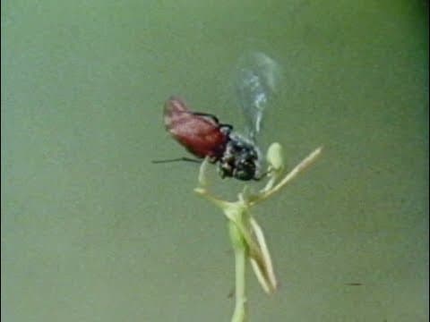 Sexual Encounters of the Floral kind