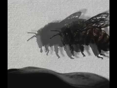 a bee and a carpet - short film