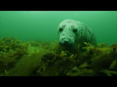 The Secret Life of Seals - Teaser
