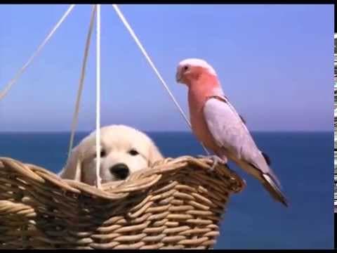 Napoleon - Excerpt (1995)