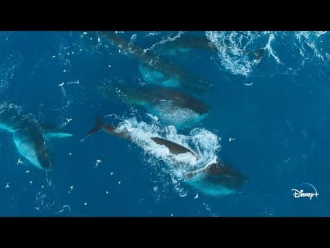 Epic Adventures with Bertie Gregory (Clip)