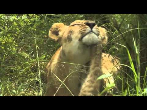 Richard meets camerawoman Sophie Darlington - Planet Earth Live - BBC