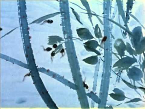 小蝌蚪找妈妈 little tadpoles looking for their mother
