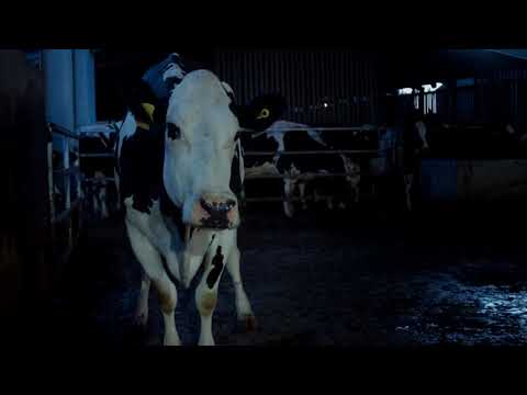 "COW" Andrea ARNOLD [First Look Clip 2]