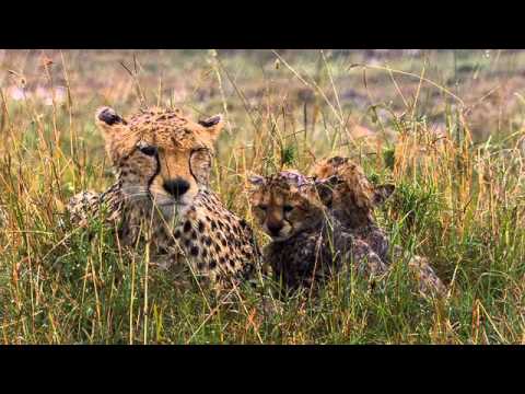 African Cats Official Trailer