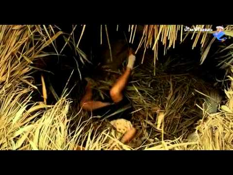 Трейлер. Пять невест