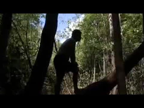 Eels and jungle animals in the Amazon  - BBC wildlife