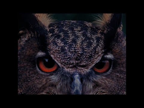 TRAILER B wie Bartleby (Angela Summereder, AT-2025) OmdU
