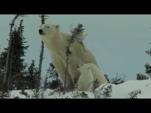 Knut and Friends - OFFICIAL TRAILER