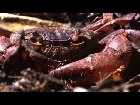 Ants vs Crab | Natural World: Ant Attack | BBC Earth