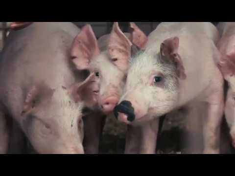 County Fair, TX - TRAILER