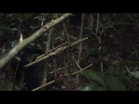 Trailer | L'Arbre de l'authenticité | Sammy Baloji
